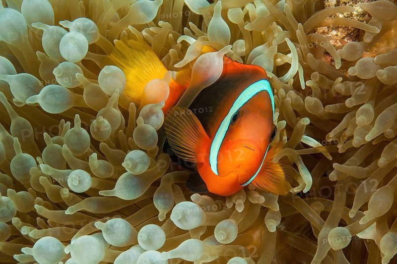 Tomato clownfish