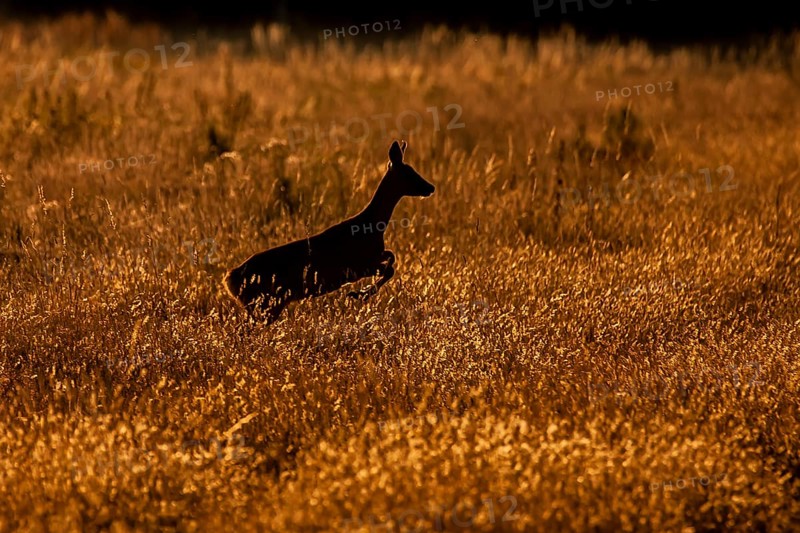 Roe deer