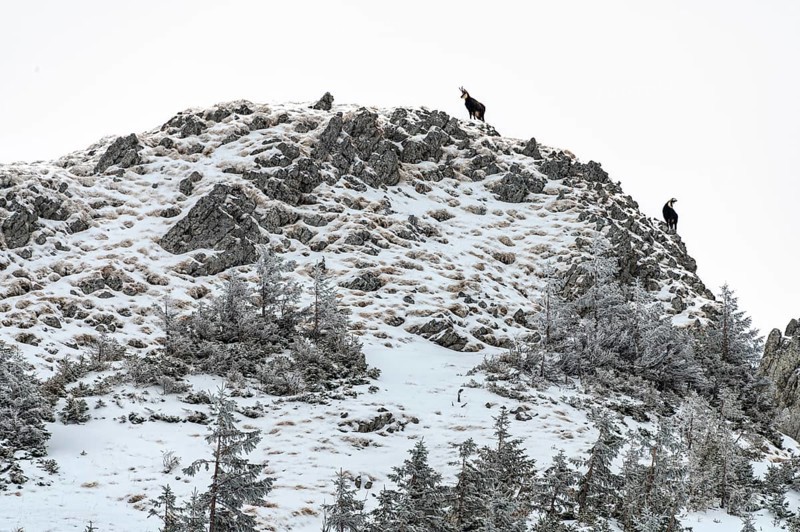 Chamois