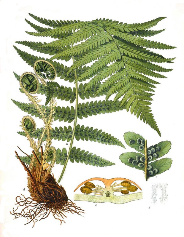 Medicinal plant