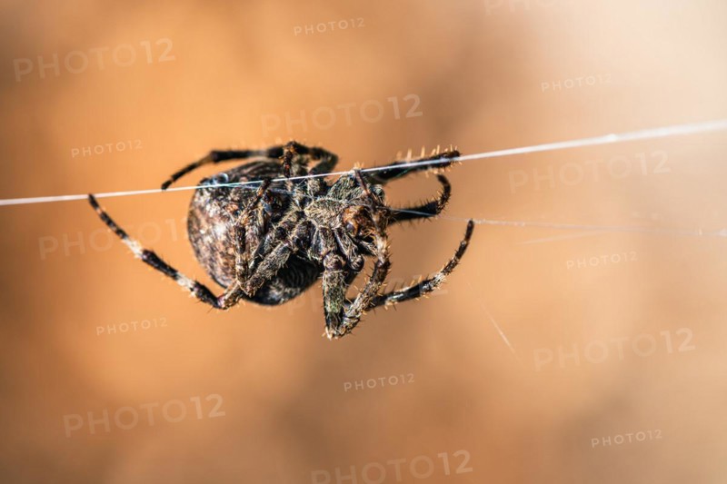 Gorse Orb-weaver