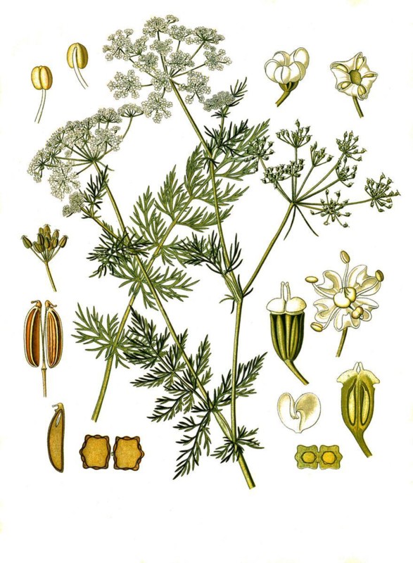 Medicinal plant