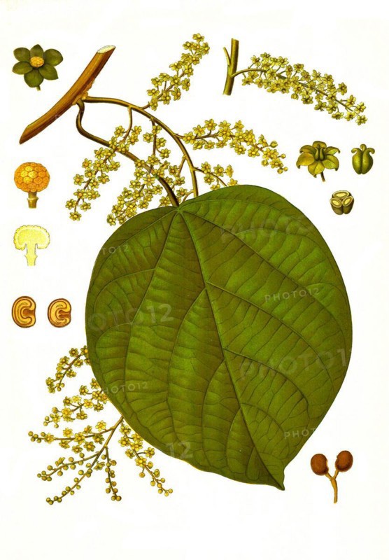 Medicinal plant