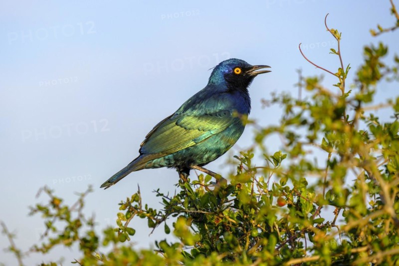 Greater blue-eared starling