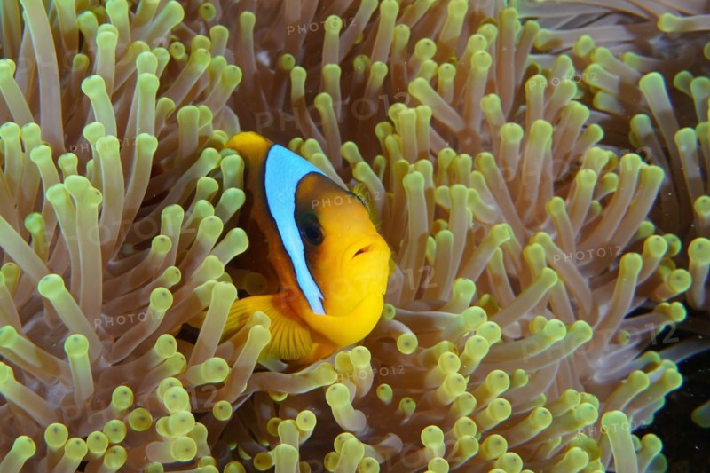 A red sea clownfish