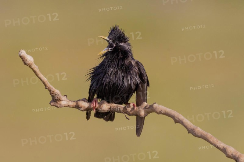Spotless starling