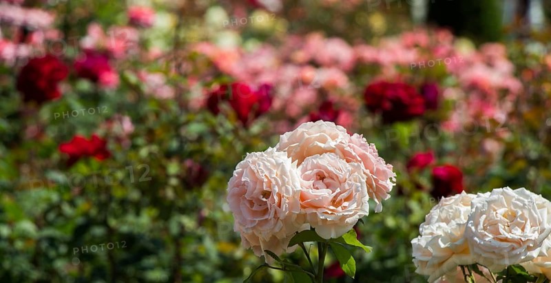 Blooming beautiful bunch of roses in spring garden