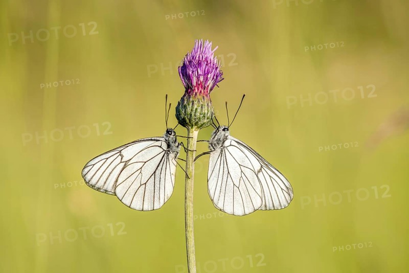 Two black-coloured black-veined white