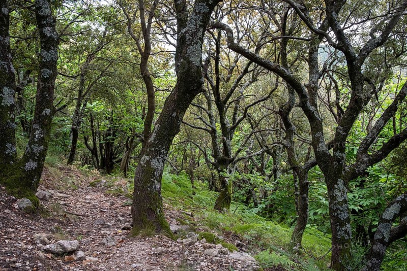 Light holm oak forest in the French Mediterranean
