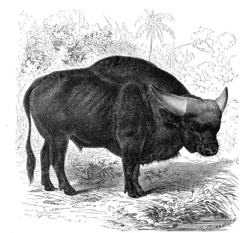 The gaur