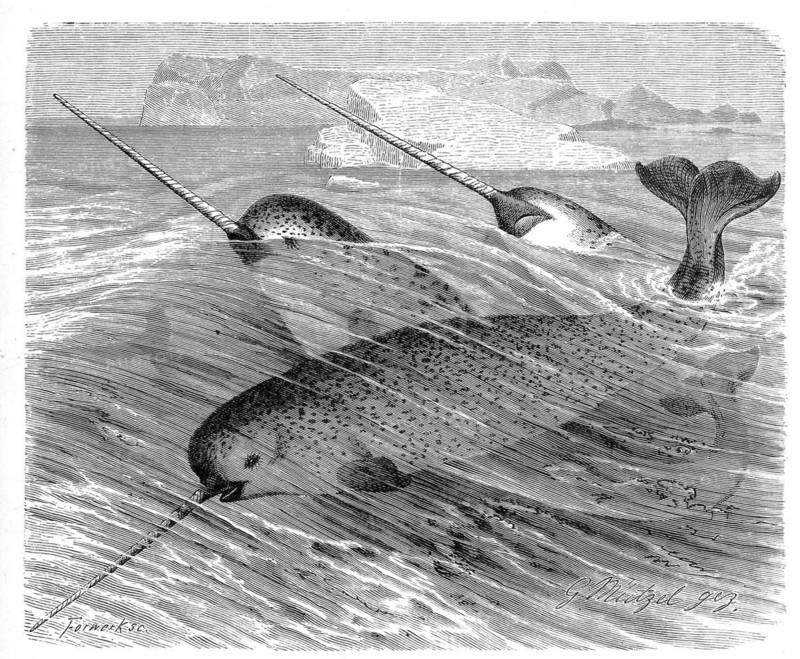 Narwhal