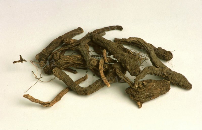 Peucedanum decursivum root