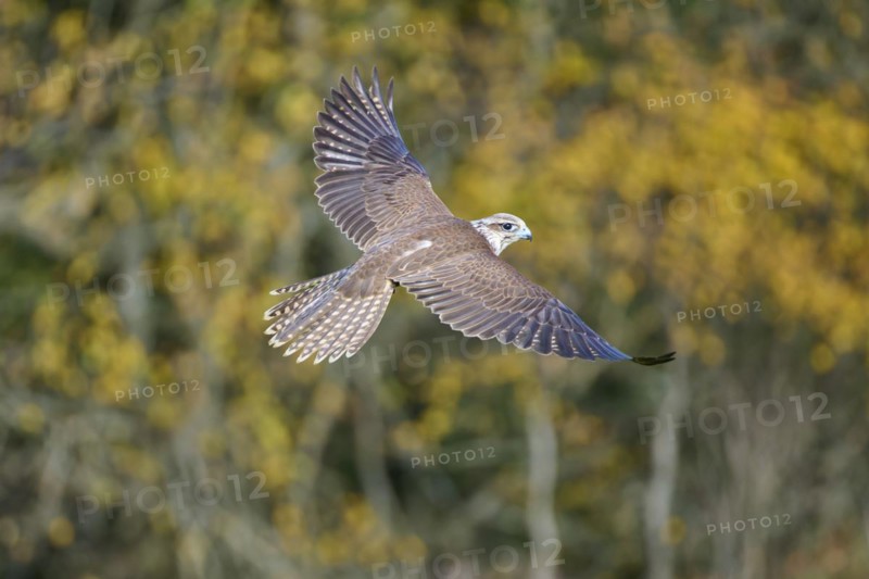 Saker falcon