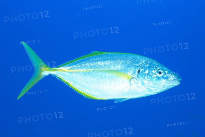 White trevally