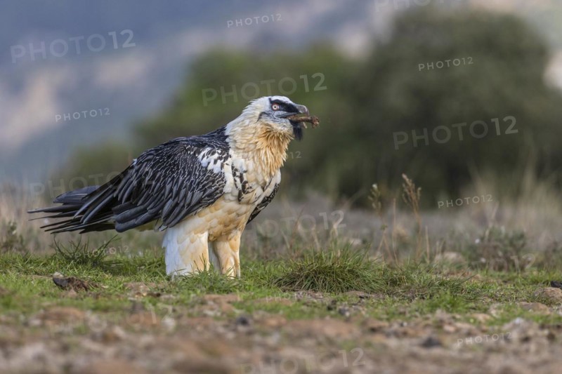 Bearded vulture