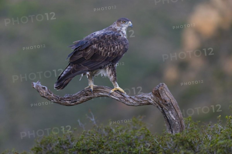Bonellis eagle