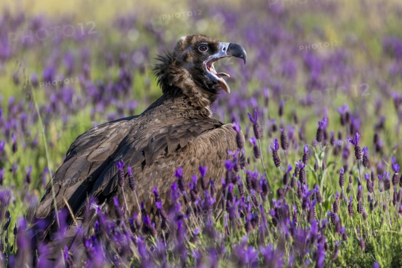 Cinereous vulture
