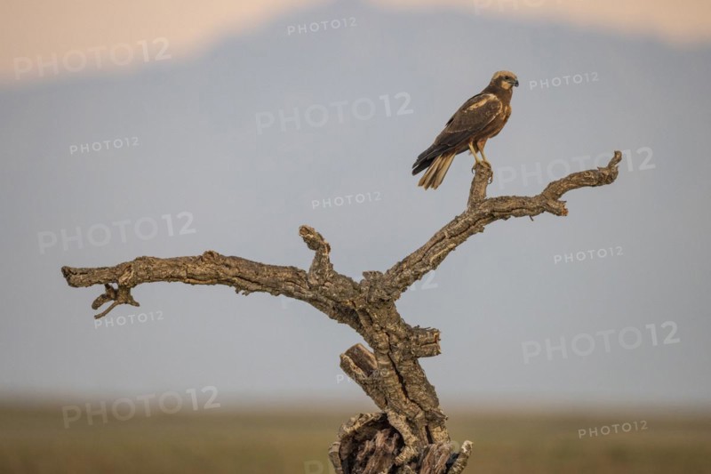 Western marsh-harrier