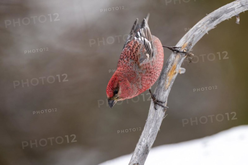 Pine grosbeak