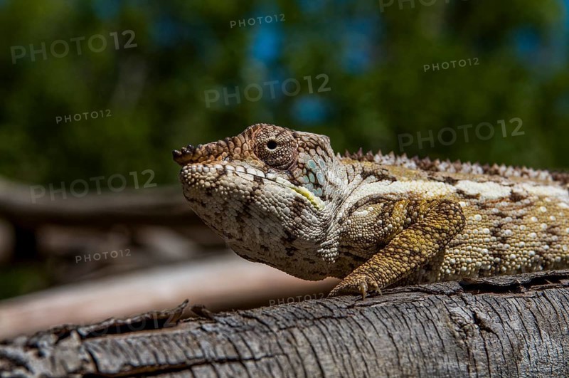 Oustalet's Chameleon