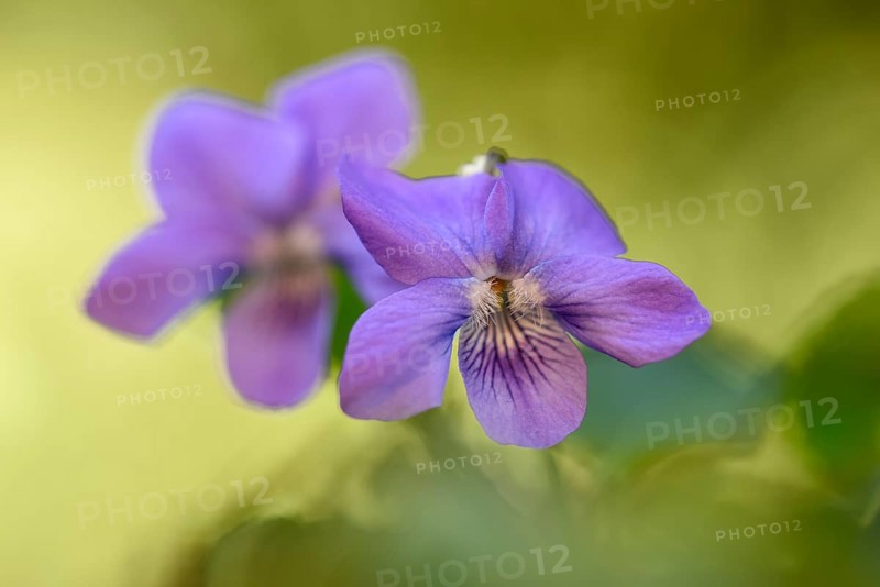 Heath dog-violet