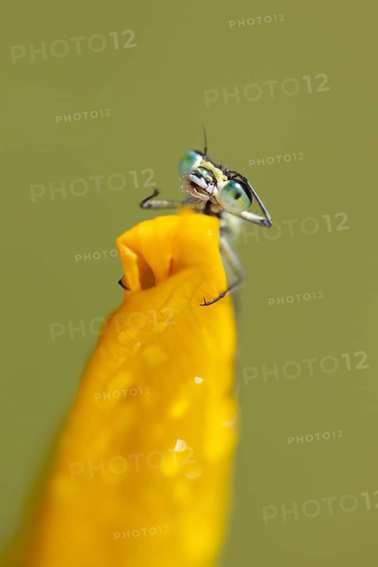 Common blue damselfly
