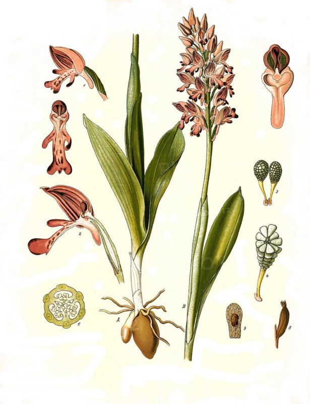 Medicinal plant
