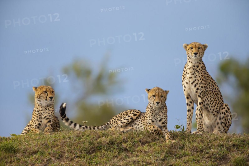 Cheetah