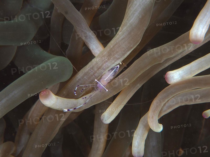 Ancylomenes longicarpus