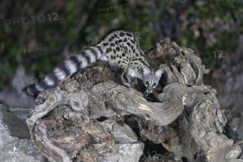 Common genet