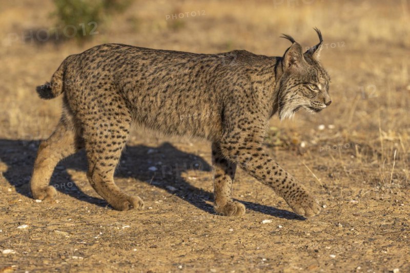 Iberian lynx