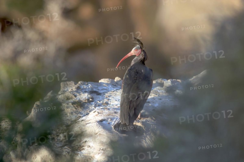 Northern Bald Ibis