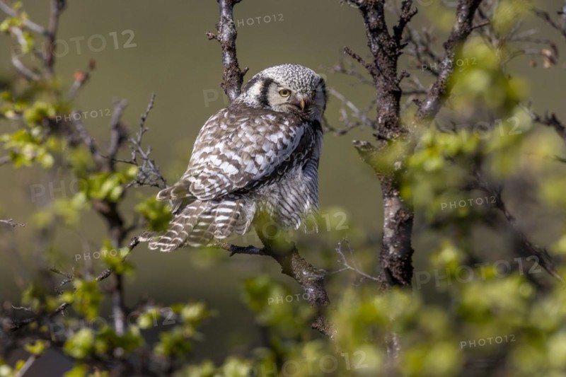 Northern hawk owl