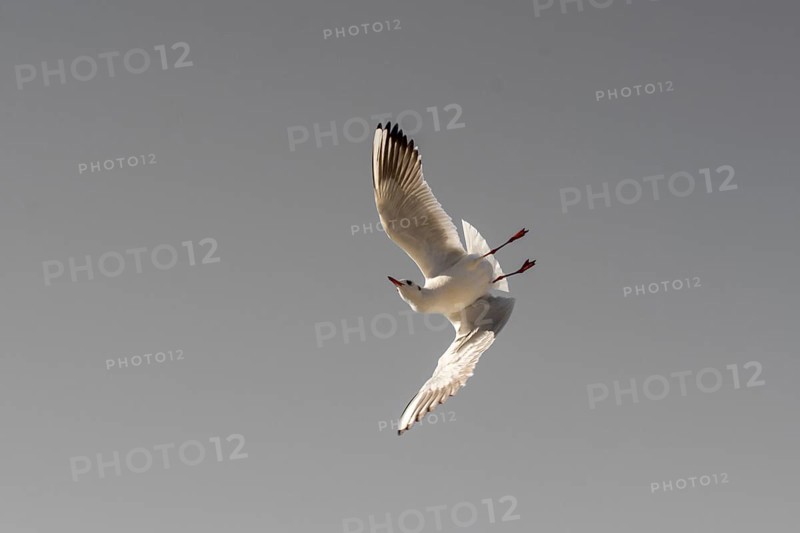 Pair of seagulls flying in blue a sky background