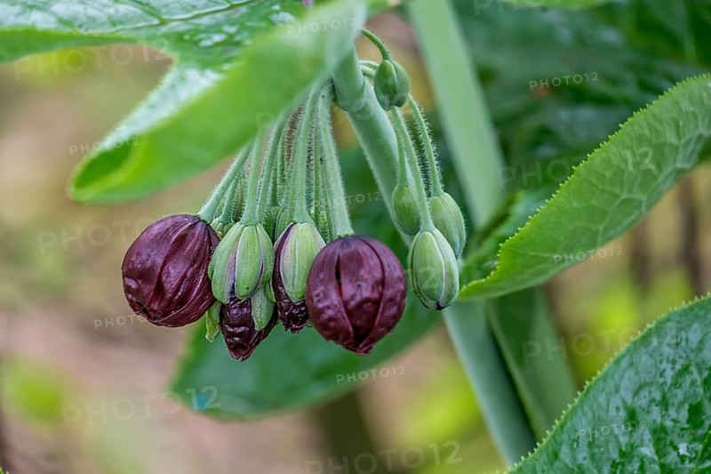 Dysosma mayapple