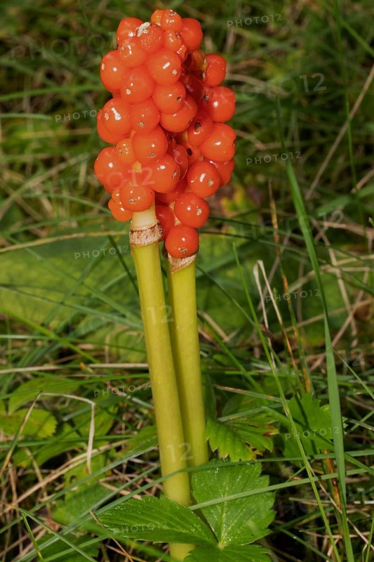Spotted arum two inflorescences with many orange fruits