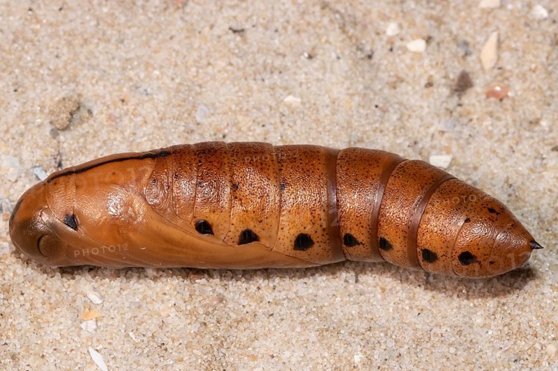 Oleander hawk moth pupa lying on sandy soil