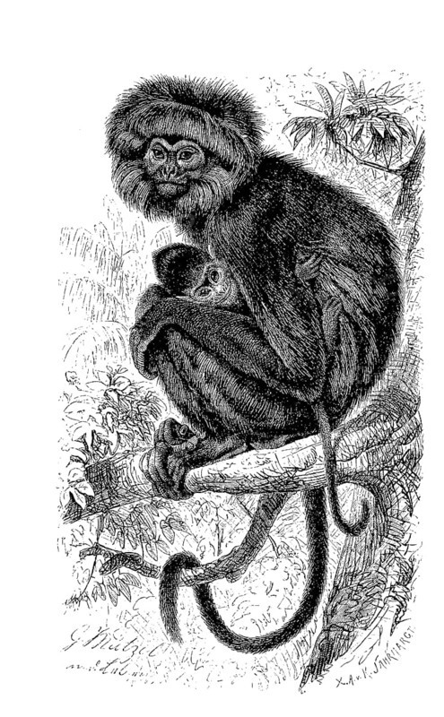 Hanuman langur