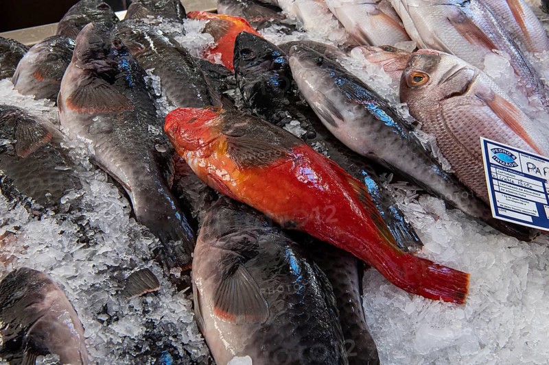 Freshly caught parrot fish in the fish hall