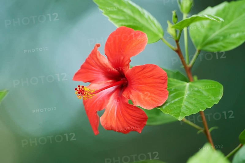Rose mallow