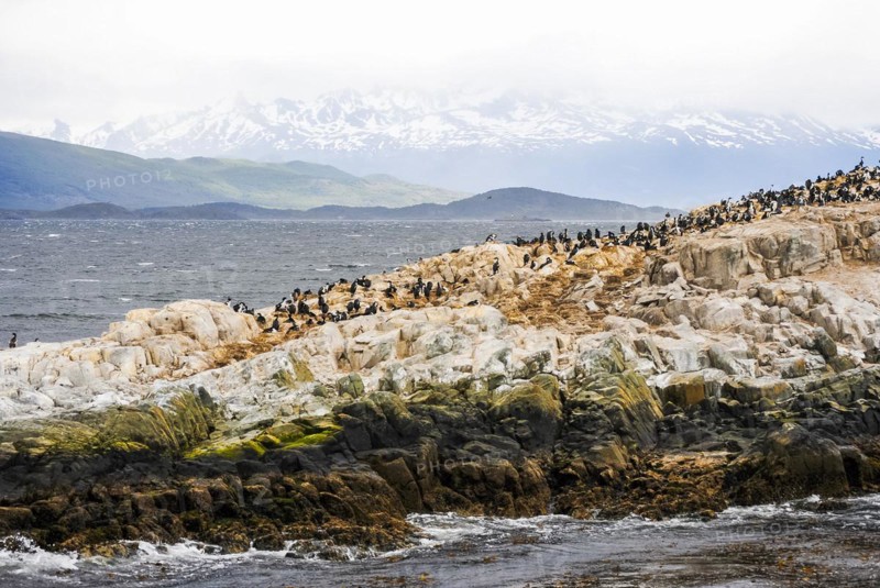 A rocky island full of cormorants in the Beagle Channel