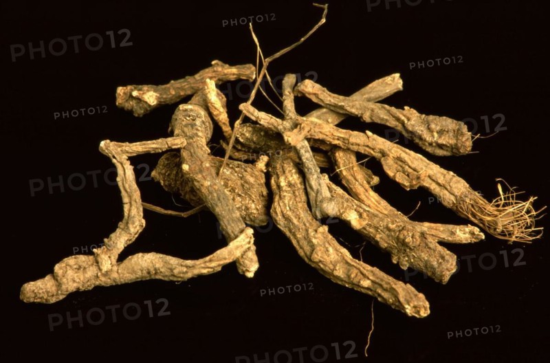 Peucedanum decursivum root