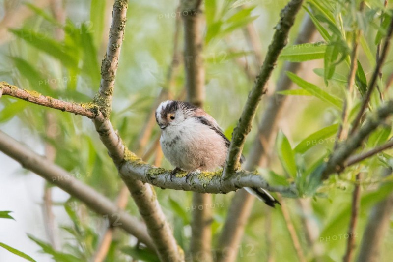 Long-tailed tit