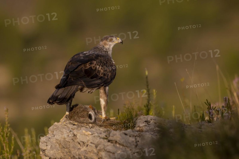 Bonellis eagle