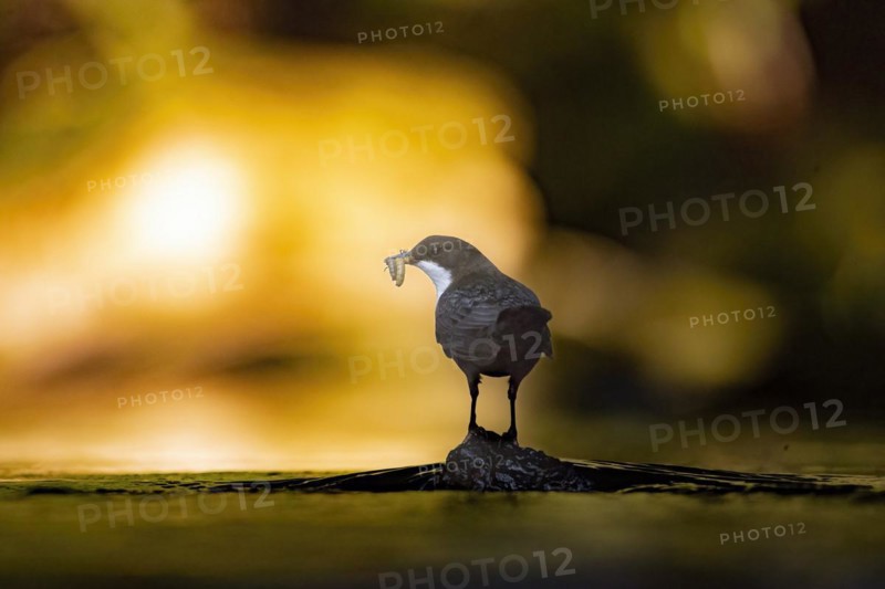 White-breasted dipper