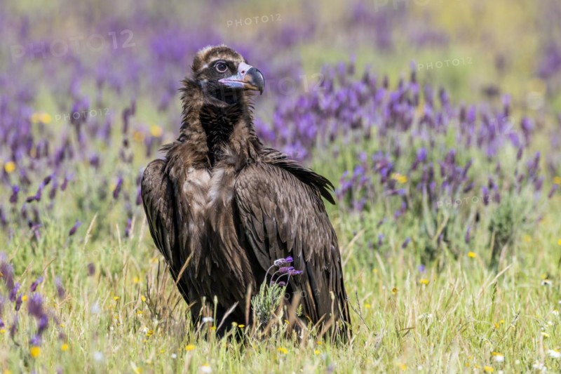 Cinereous vulture