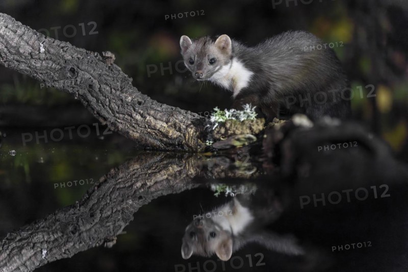 Beech marten