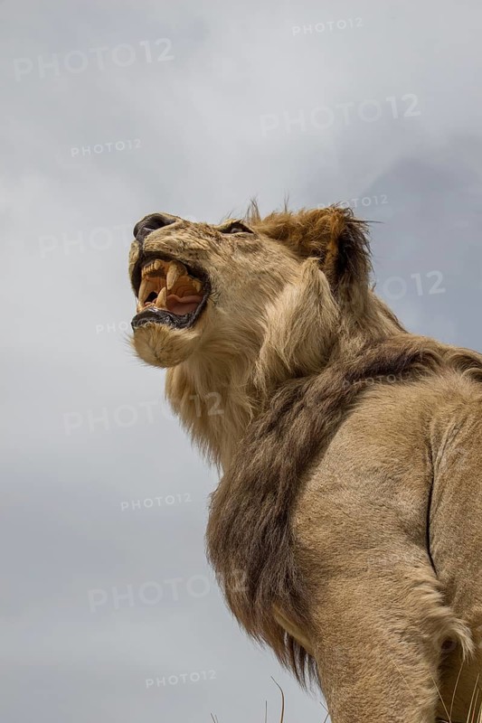 Head of stuffed lion with mouth open in view