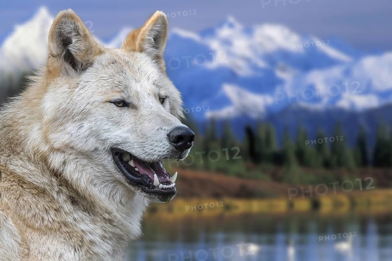 Northwestern wolf
