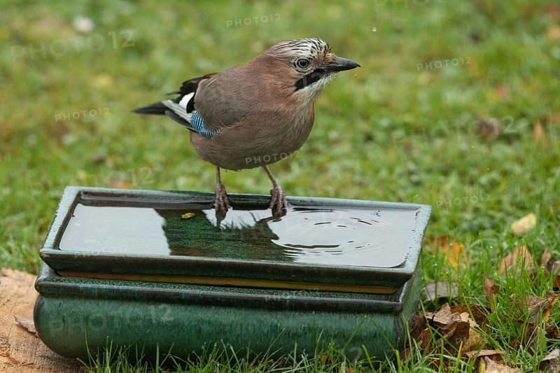Eurasian Jay sitting on table with water in green grass seen from front right
